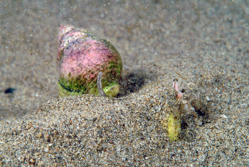 Nassarius mutabilis